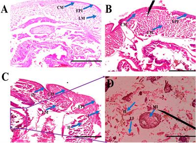 Biocontrol efficacy of cajeput oil against Anopheles stephensi L. mosquito and its effect on non-target species